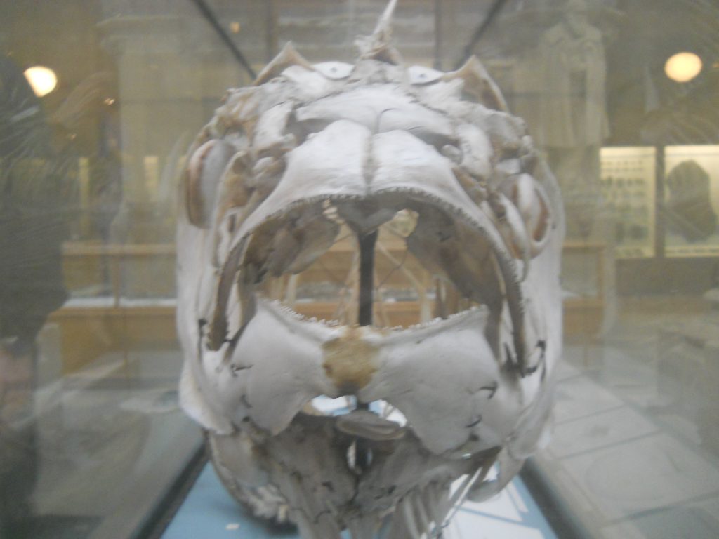 Swimming Bones, photo © Elee Kirk